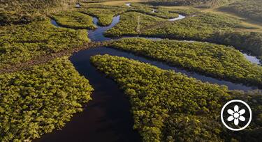 Manaus