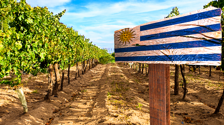 Estância de vinhos do Uruguai.