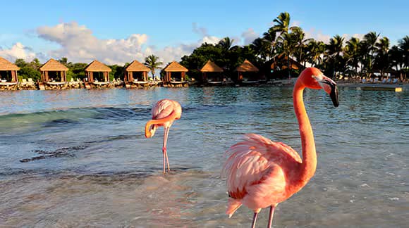 GOL realiza voo inaugural para seu mais novo destino internacional: Aruba