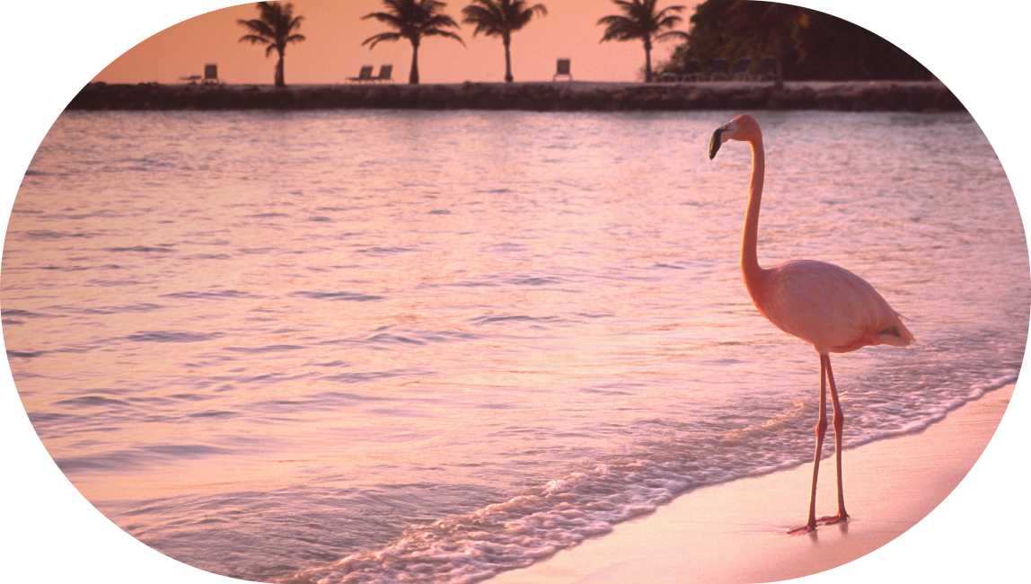 Flamingo à beira mar