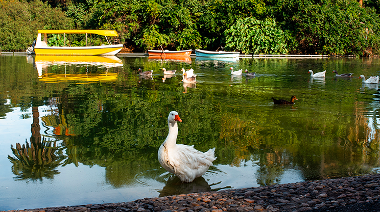 Pato no lago do Parque da Independência e barcos ao fundo.