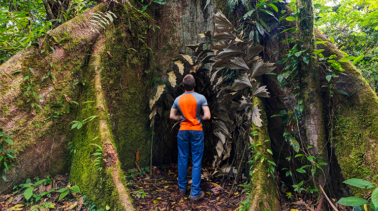 Homem de costas observando uma grande árvore na Amazônia.