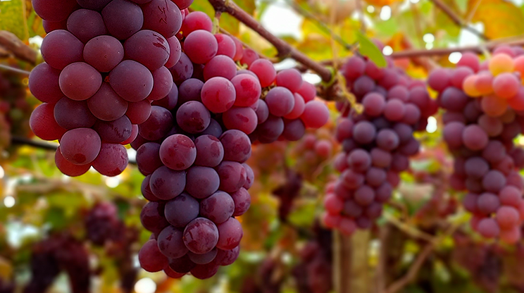 Cachos de uvas roxas penduradas em parreiras de uma vinícola de São Roque.