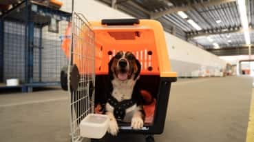cachorro dentro da casinha