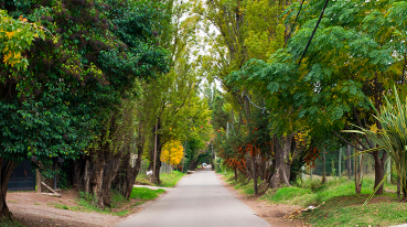 Caminho repleto de árvores em Chacras de Coria, em Mendoza.