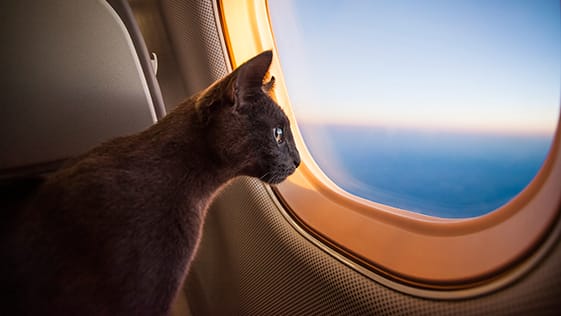 Pet na cabine Premium Economy Pet na cabine Premium Economy