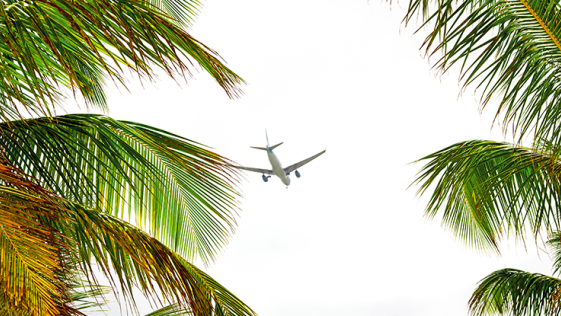 Avião no céu visto do chão, entre folhas de palmeiras.